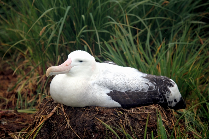 Wandering Albatross