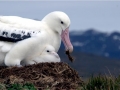 Wandering Albatross