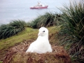 Wandering Albatross