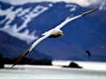 Wandering Albatross
