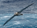 Wandering Albatross