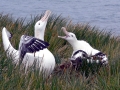 Wandering Albatross