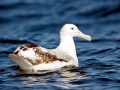 Wandering Albatross
