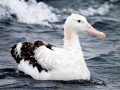 Wandering Albatross
