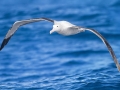 Wandering Albatross