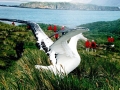 Wandering Albatross