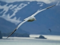 Wandering Albatross