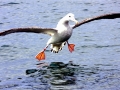 Wandering Albatross