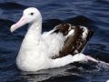 Wandering Albatross