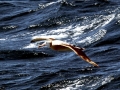 Wandering Albatross