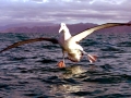 Wandering Albatross