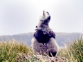 Wandering Albatross