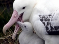 Wandering Albatross