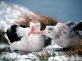 Wandering Albatross