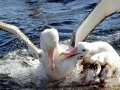 Wandering Albatross