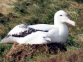 Wandering Albatross