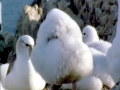Wandering Albatross