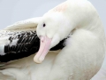 Wandering Albatross