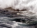 Wandering Albatross