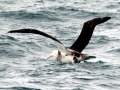 Wandering Albatross