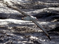 Wandering Albatross