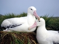 Wandering Albatross