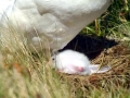 Wandering Albatross