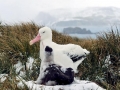 Wandering Albatross