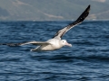 Wandering Albatross
