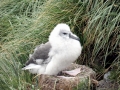 Wandering Albatross
