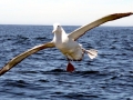 Wandering Albatross