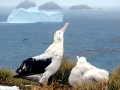 Wandering Albatross