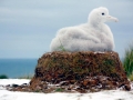 Wandering Albatross