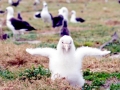 Wandering Albatross