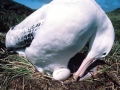 Wandering Albatross