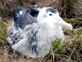 Wandering Albatross
