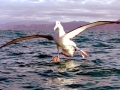Wandering Albatross