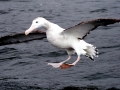 Wandering Albatross