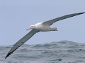 Wandering Albatross