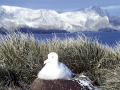 Wandering Albatross