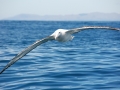 Wandering Albatross