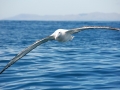 Wandering Albatross