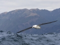 Wandering Albatross
