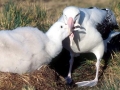 Wandering Albatross