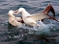 Wandering Albatross