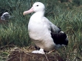 Wandering Albatross