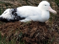 Wandering Albatross