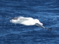 Wandering Albatross