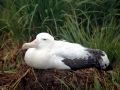 Wandering Albatross