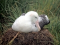 Wandering Albatross